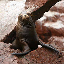 Islas Ballestas